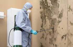 Best Biohazard Mold Removal  in Brodhead, KY